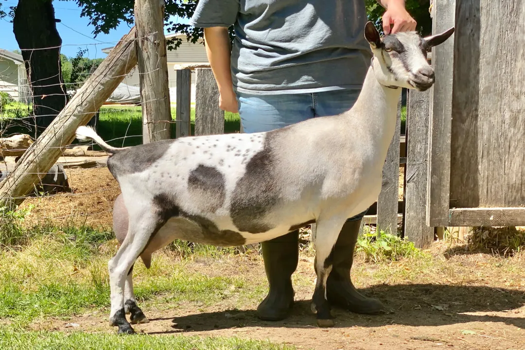 Where can I get alpine goats?, Online Marketplaces