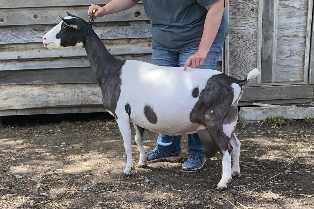 Where can I get alpine goats?