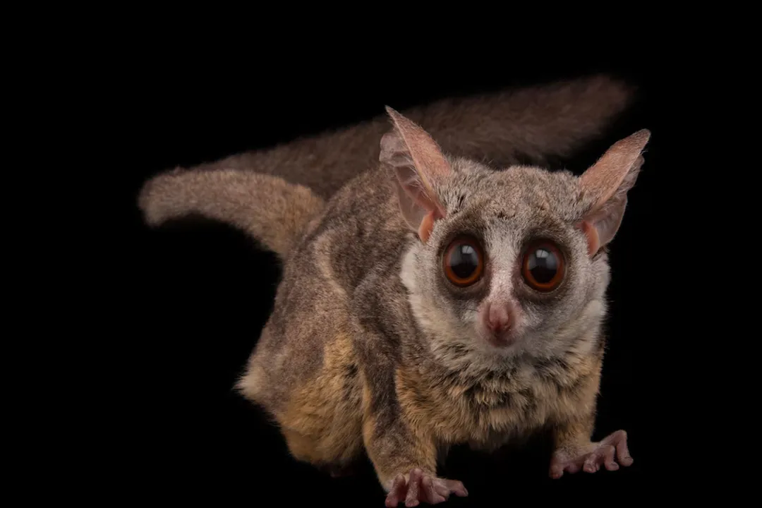 Where can we find bush babies?, African Home