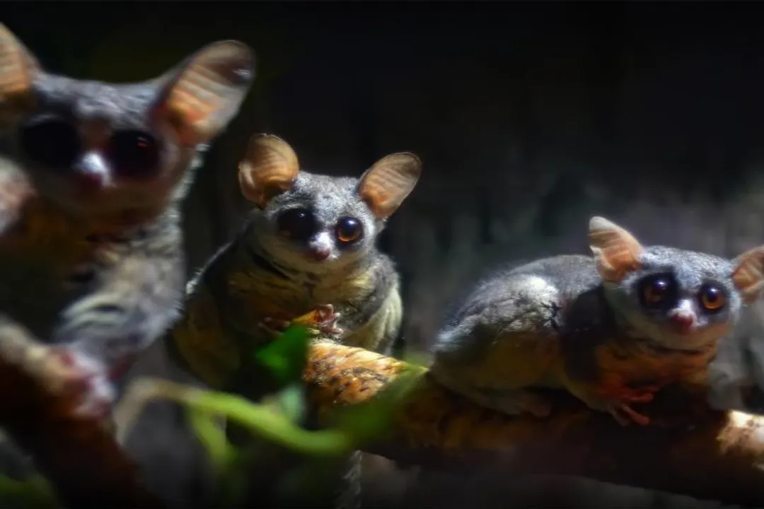 Where can we find bush babies?, Ecosystem Niches