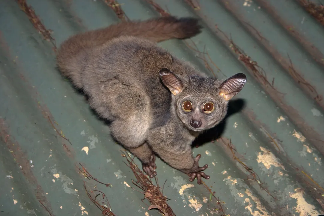 Where can we find bush babies?, Park Sightings
