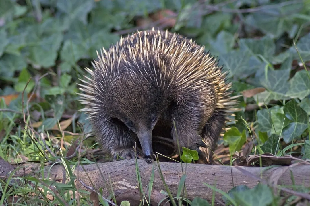 Where can you find an echidna?, Habitat Indicators