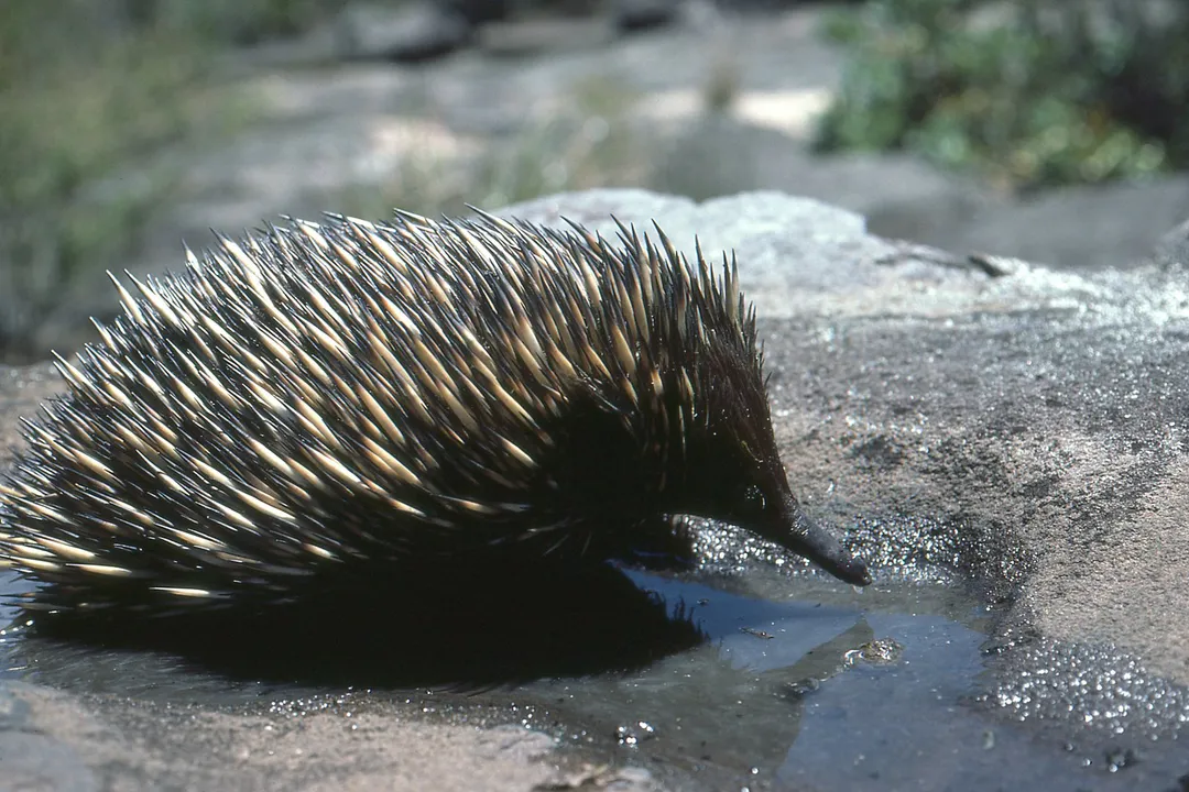 Where can you find an echidna?, Diverse Environments