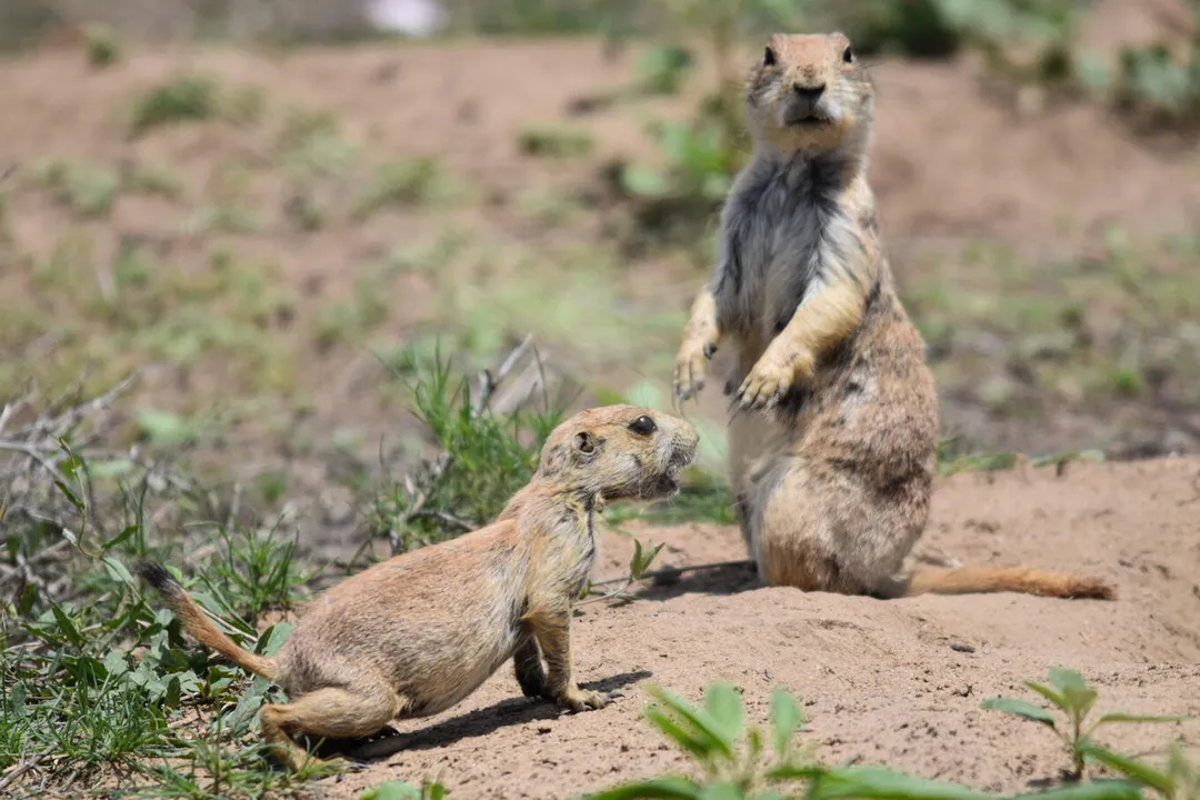 Where can you see prairie dogs?, Specialized Exhibits
