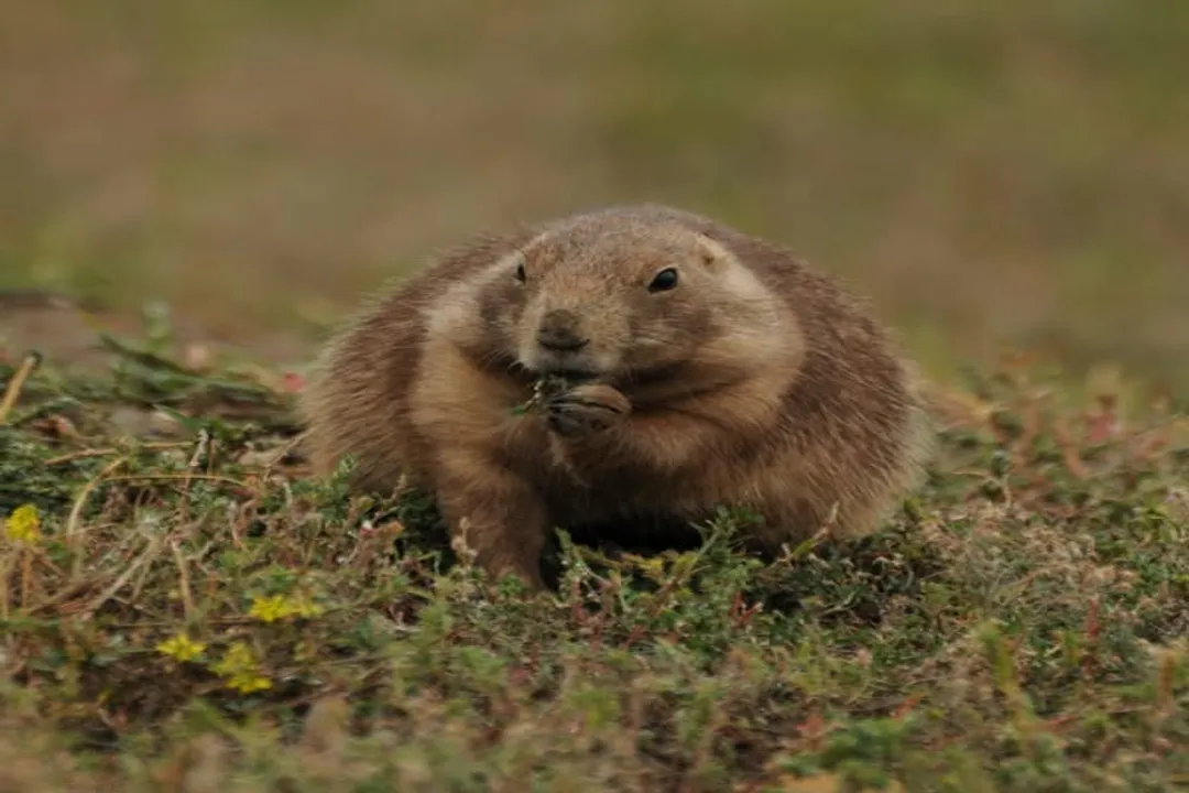 Where can you see prairie dogs?, Federal Lands