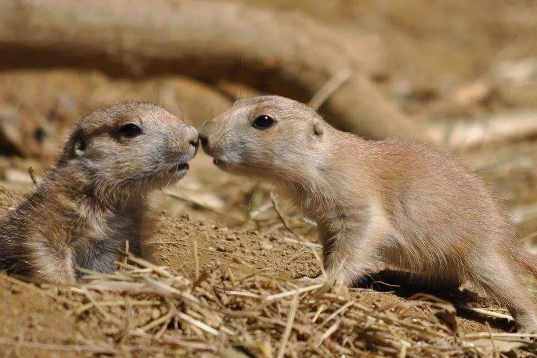Where can you see prairie dogs?