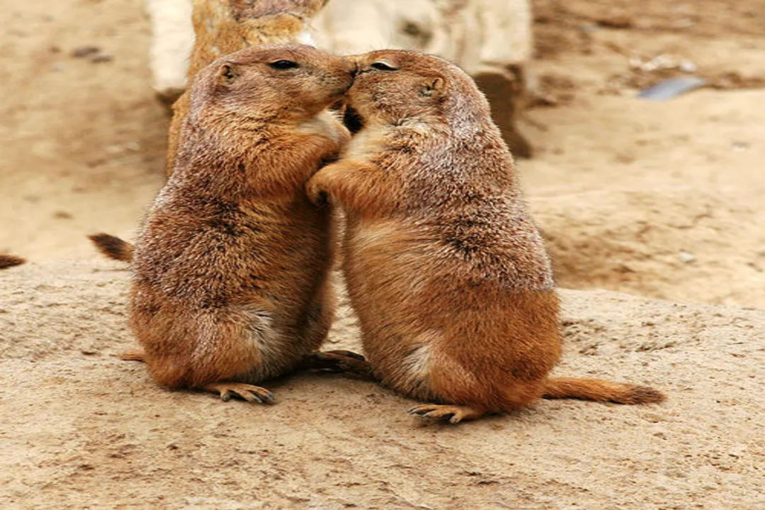 Where can you see prairie dogs?, State Sites