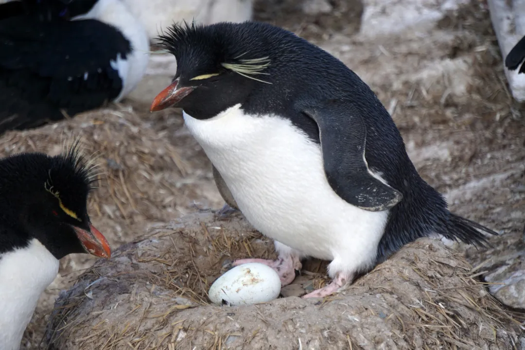 Where can you see rockhopper penguins?