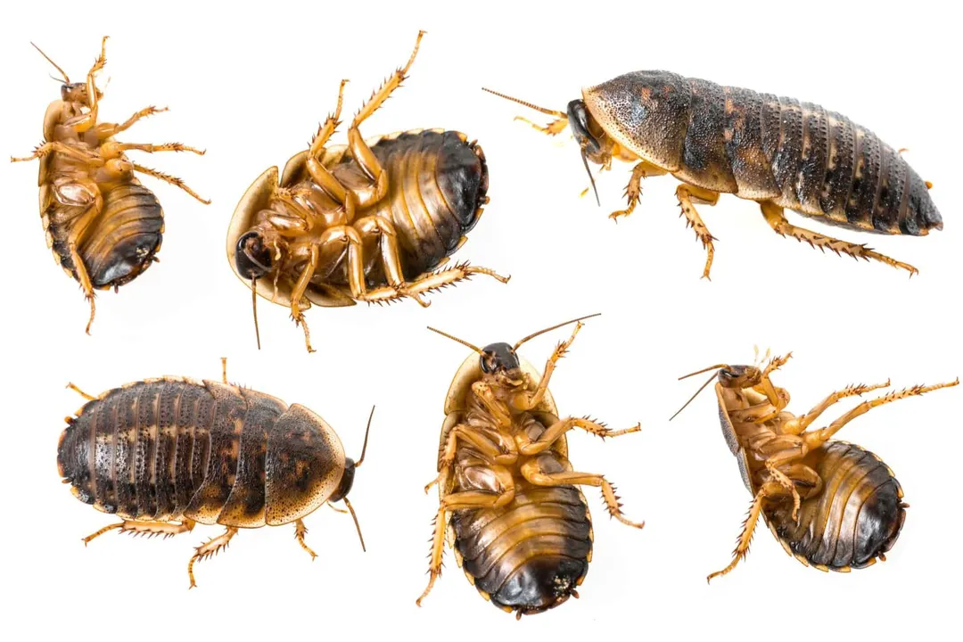 Where did Dubia roaches come from?, Native Ground