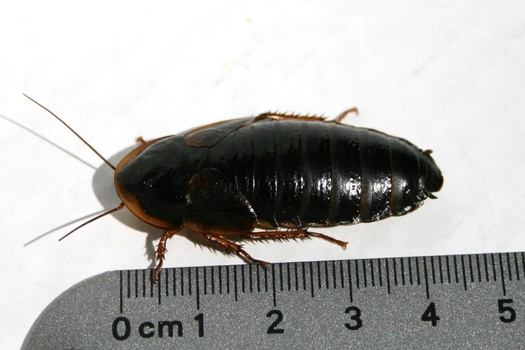 Where did Dubia roaches come from?