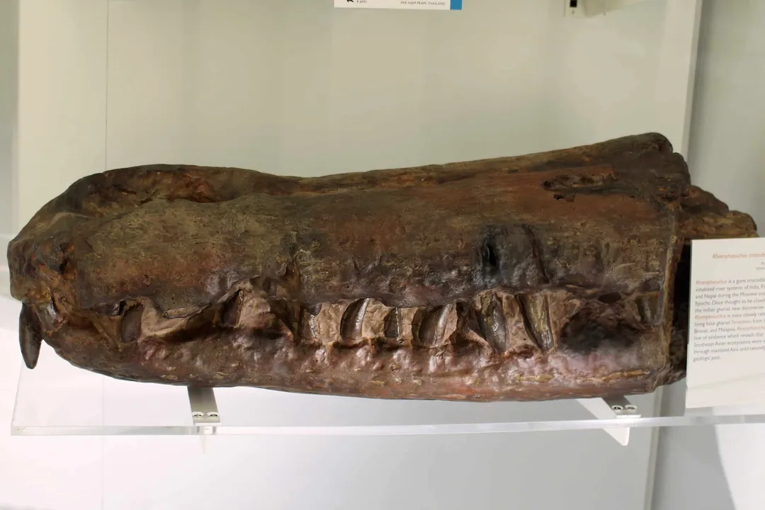 If Rhamphosuchus was preserved well enough for its location to be firmly established, what must have occurred regarding its death and burial?