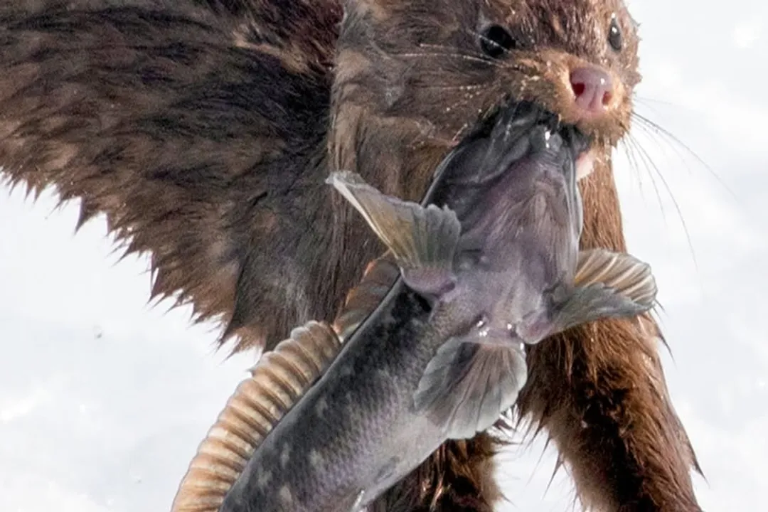 Where did the goby fish come from?