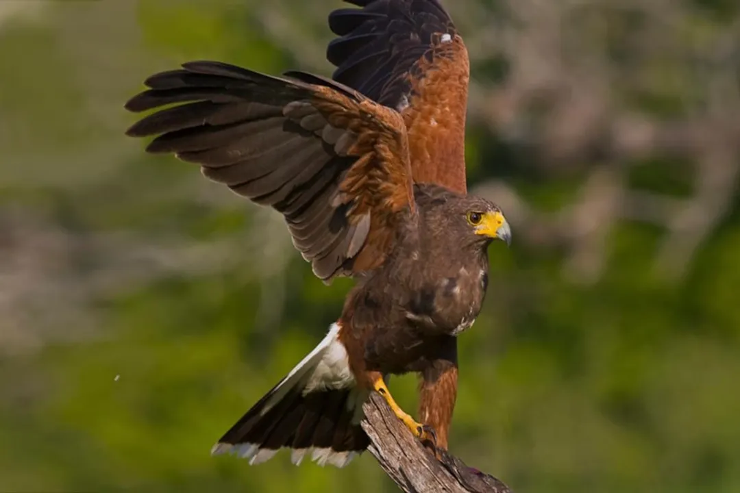 Where did the Harris Hawk come from?, Continental Spread