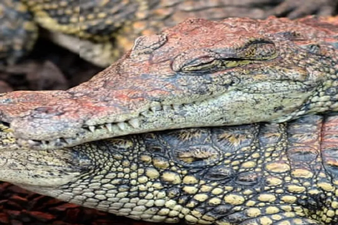 Where did the Nile crocodile come from?, Naming Lineage