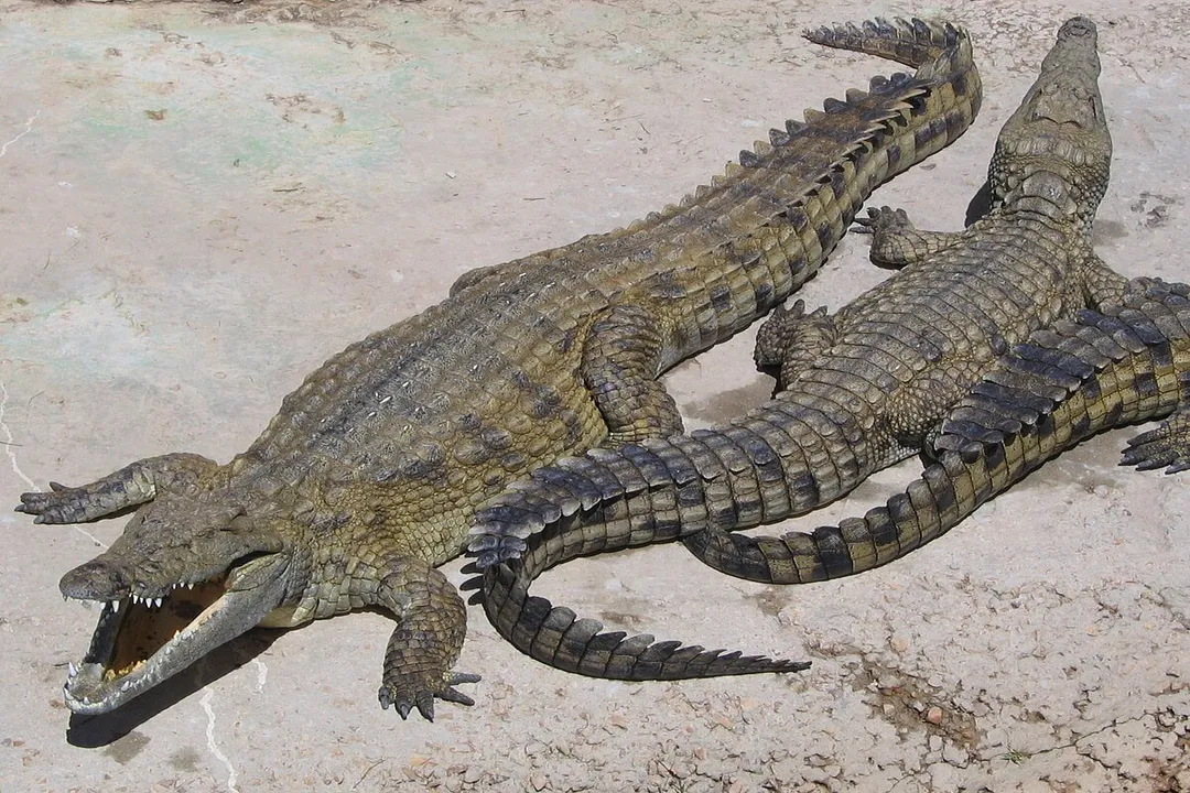 Where did the Nile crocodile come from?