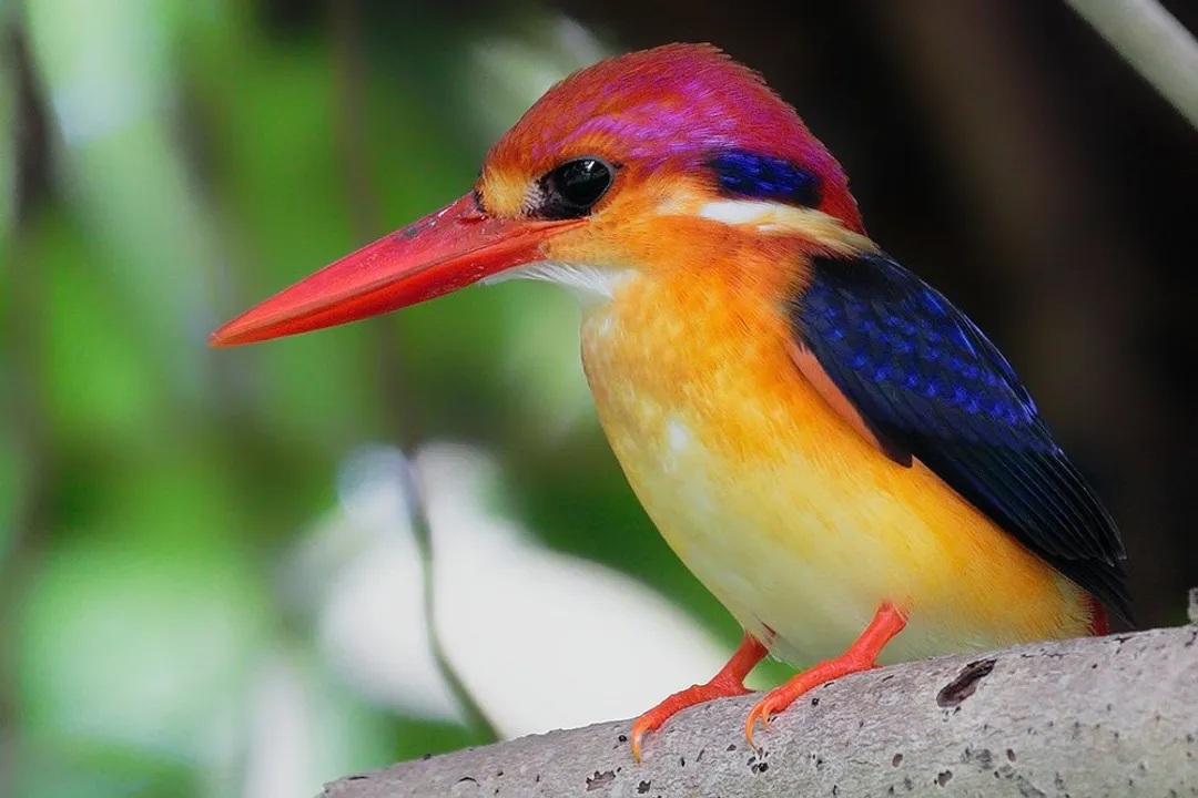 Where did the Oriental Dwarf Kingfisher come from?, Naming History