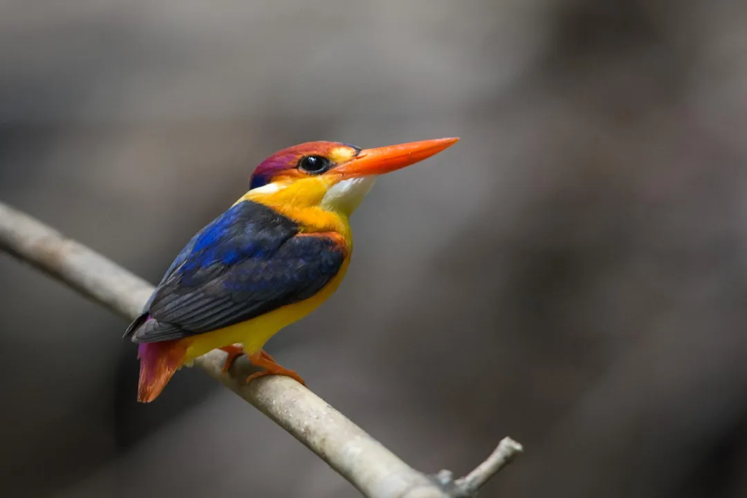 Where did the Oriental Dwarf Kingfisher come from?, Evolutionary Lineage