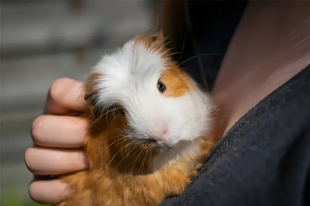 Where did the Peruvian guinea pig come from?, Modern Breeds and Traits