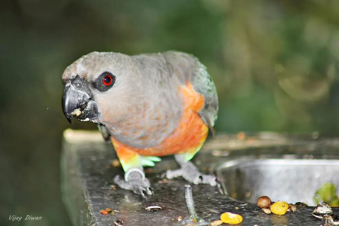Where did the Senegal parrot come from?