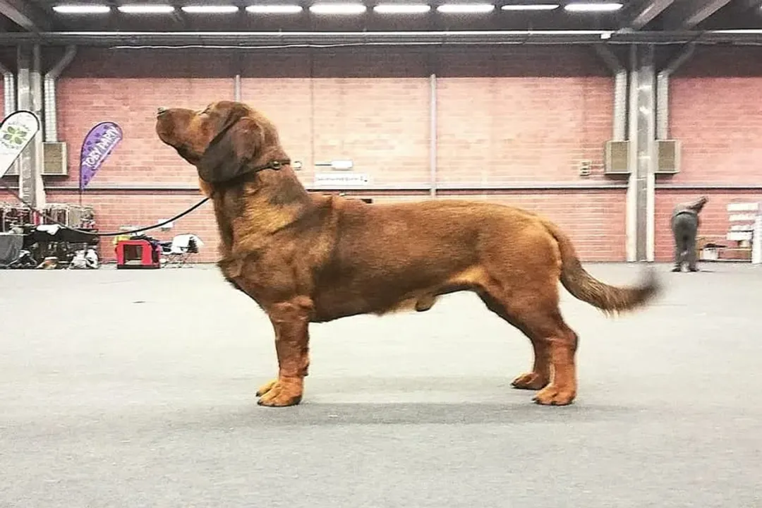 Where do Alpine Dachsbrackes originate from?, Ancestral Mix