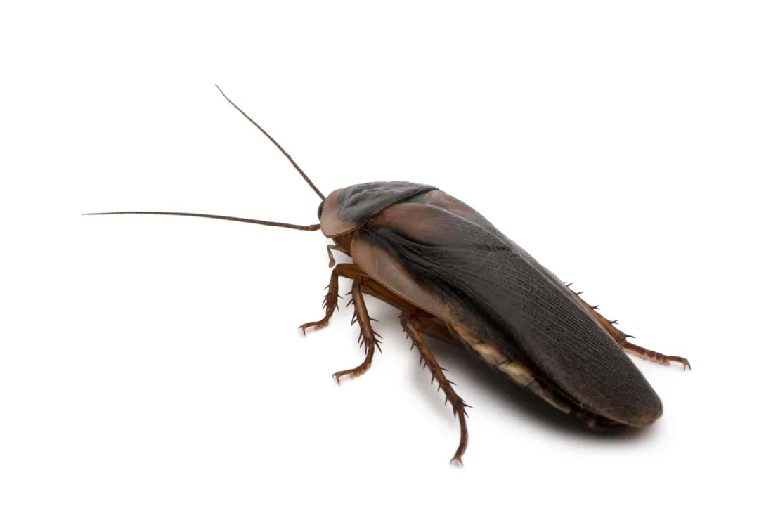Where do American cockroaches go during the day?, Indoor Shelters