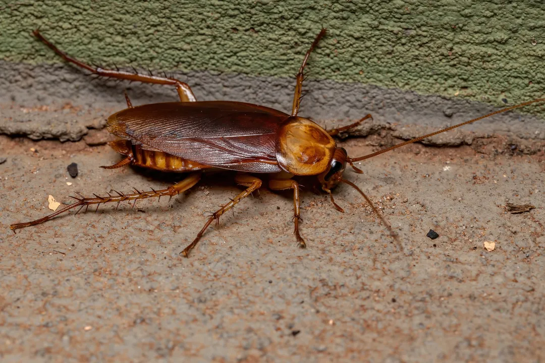 What is the fundamental rhythm governing the American cockroach's activity schedule?