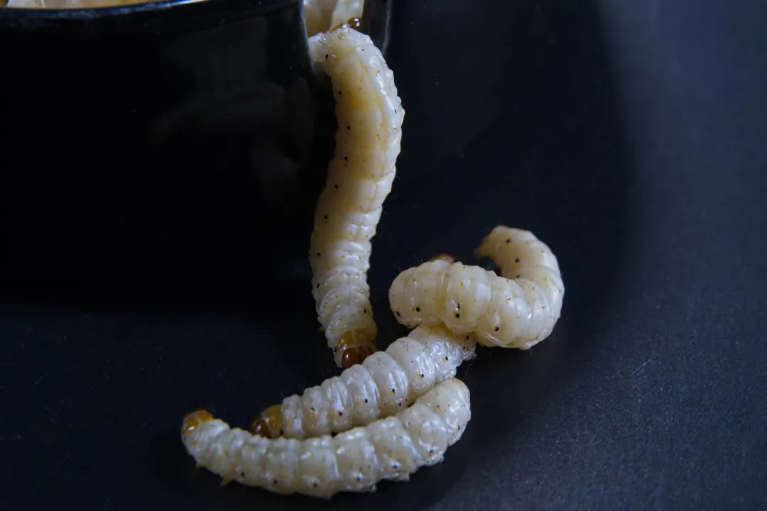 Where do bamboo worms live?