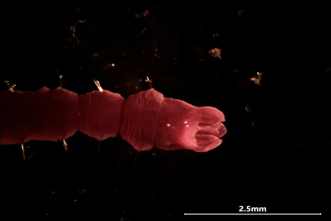 Where do bamboo worms live?, Stalk Residency