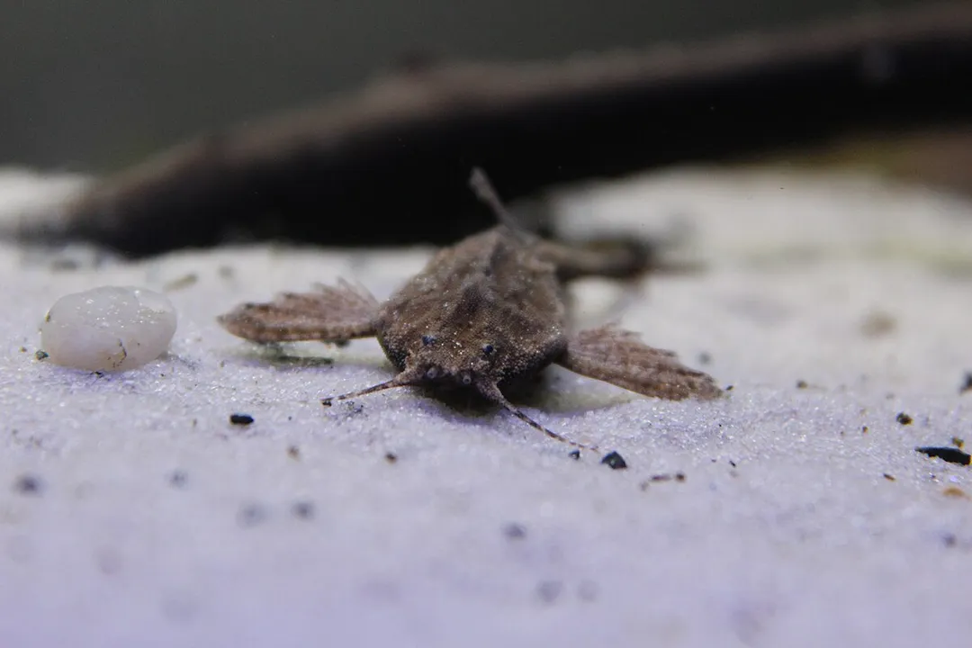 Where do banjo catfish come from?, Common Names