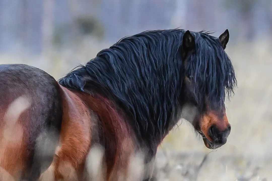 Where do Canadian horses live?, Heritage Horse Origins