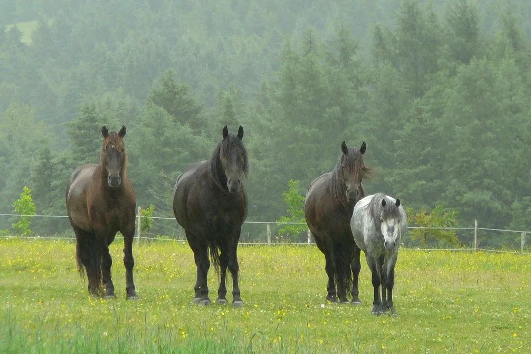 Where do Canadian horses live?, Domestic Environments