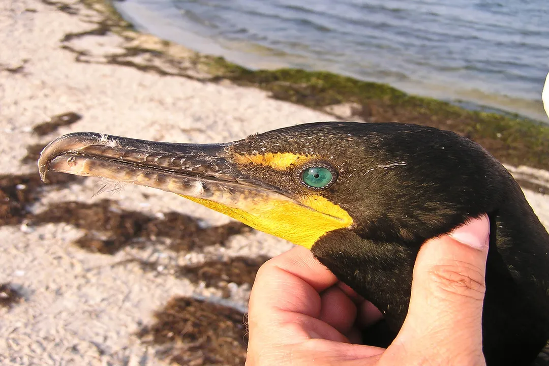 Where do cormorants go at night?, Species Variation in Perching