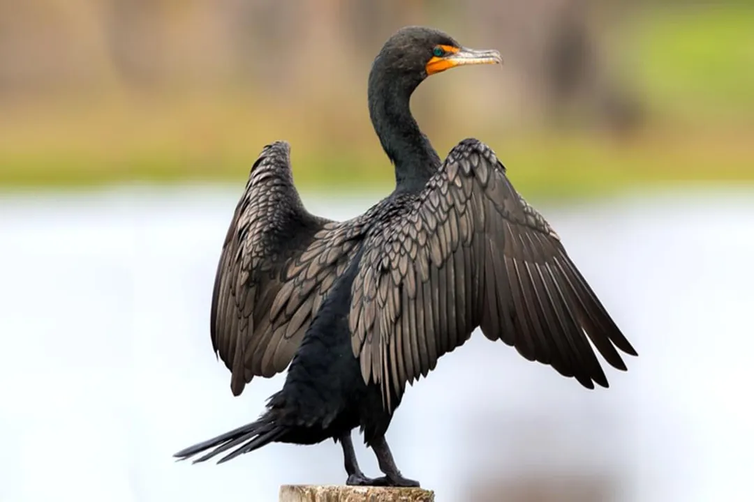 Where do cormorants go at night?, Resting Needs