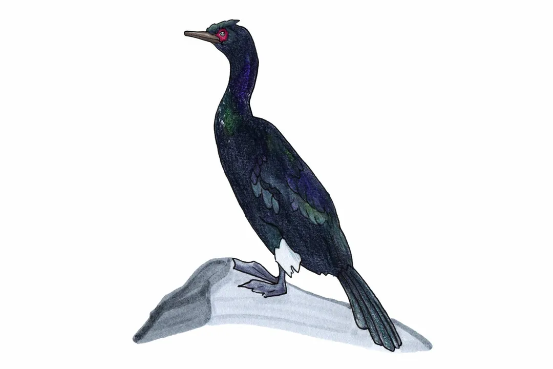 Where do cormorants go at night?, Communal Night Roosts