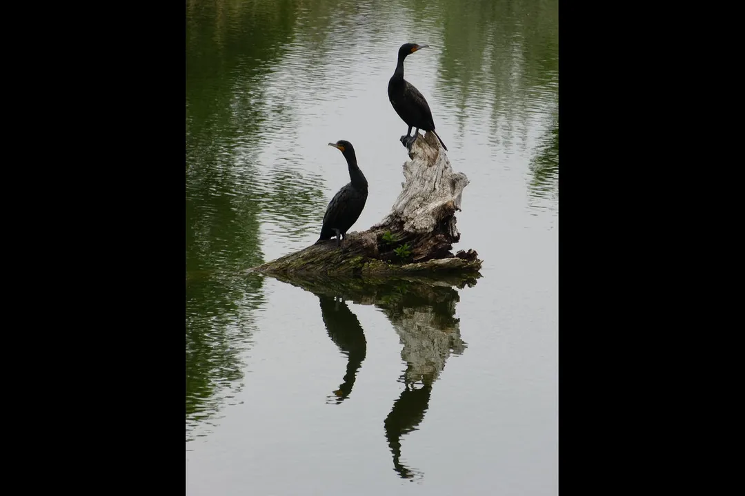 Where do cormorants live in the US?, Observing Behavior