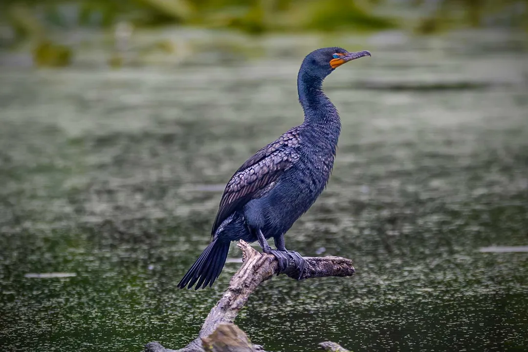 Where do cormorants live in the US?, Nesting Structures
