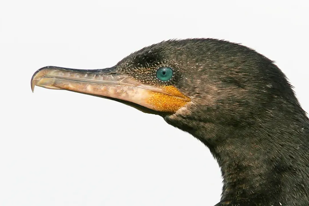Where do cormorants live in the US?, Habitat Niches