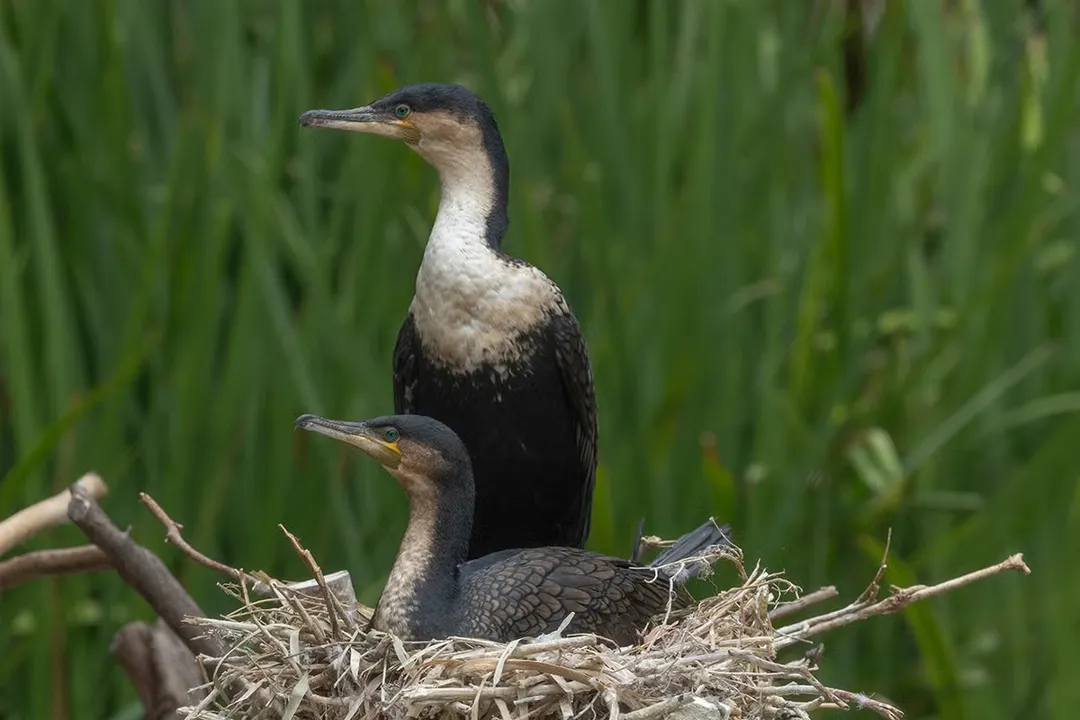 Where do cormorants live in the world?, Habitat Needs