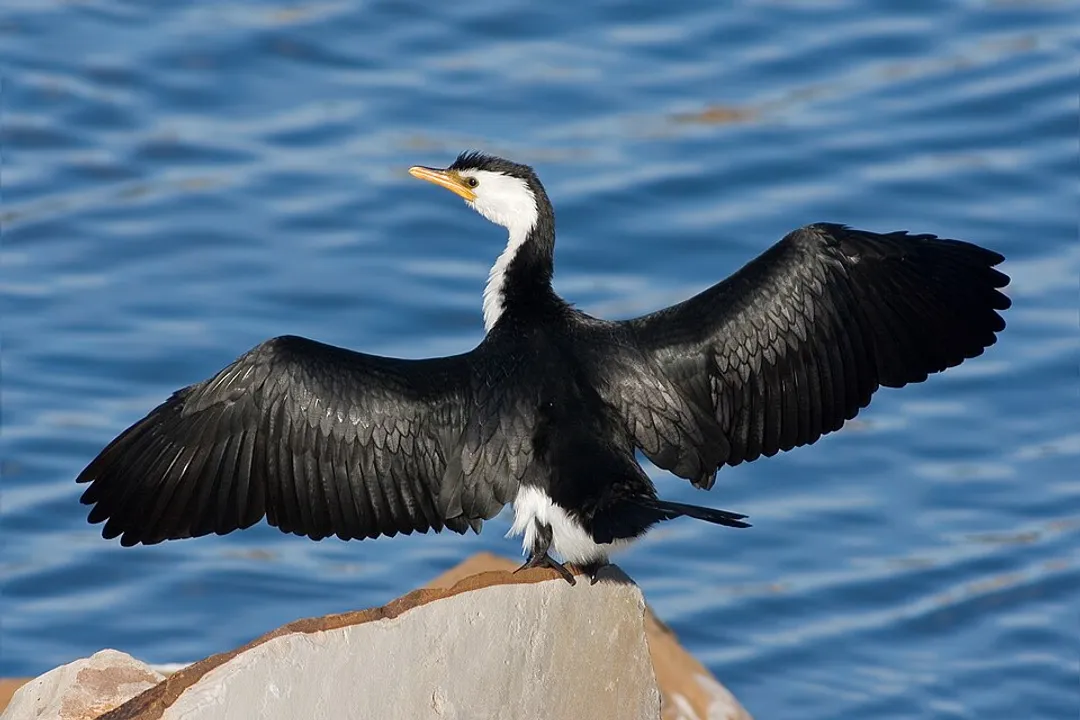 Where do cormorants live in the world?, Worldwide Presence