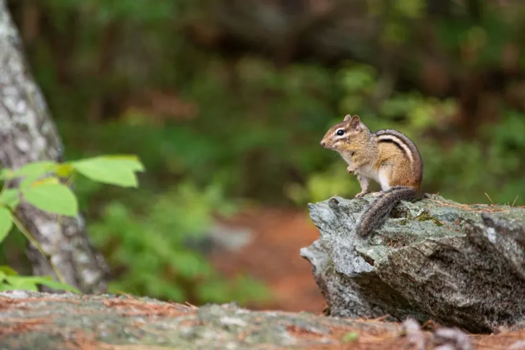 Where do Eastern Chipmunks come from?, Regional Habitats