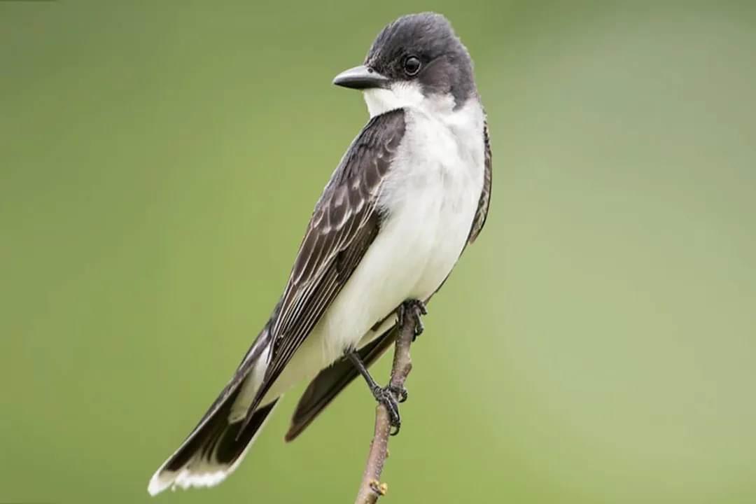 Where do eastern kingbirds winter?