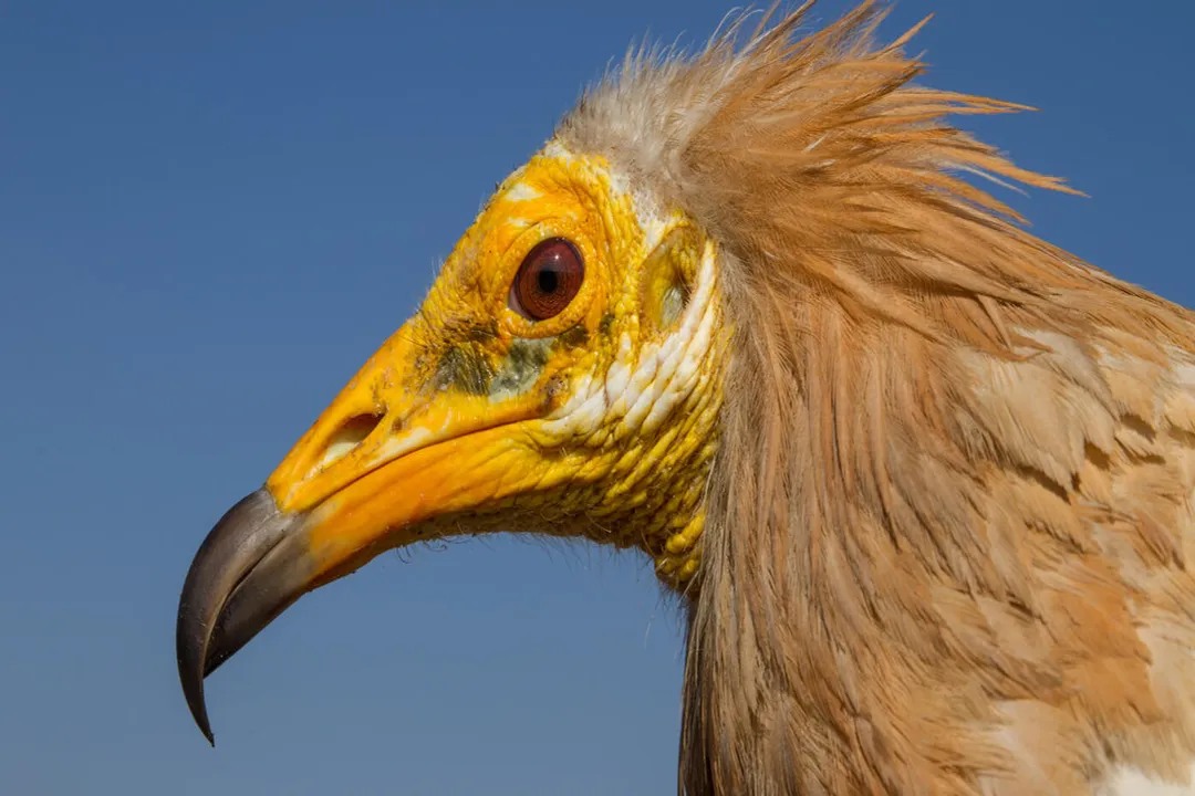 Where do Egyptian vultures live?, European Strongholds
