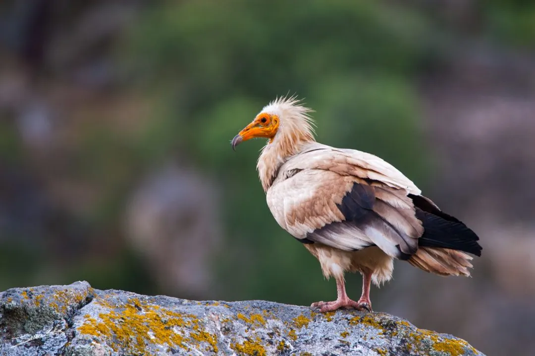 Where do Egyptian vultures live?, Global Spread