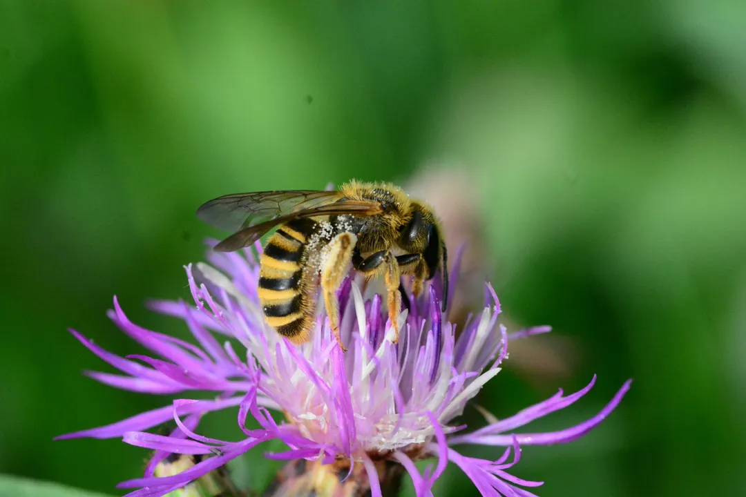 Where do furrow bees live?