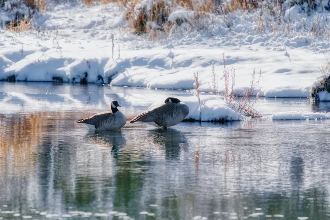 Where do geese mostly live?