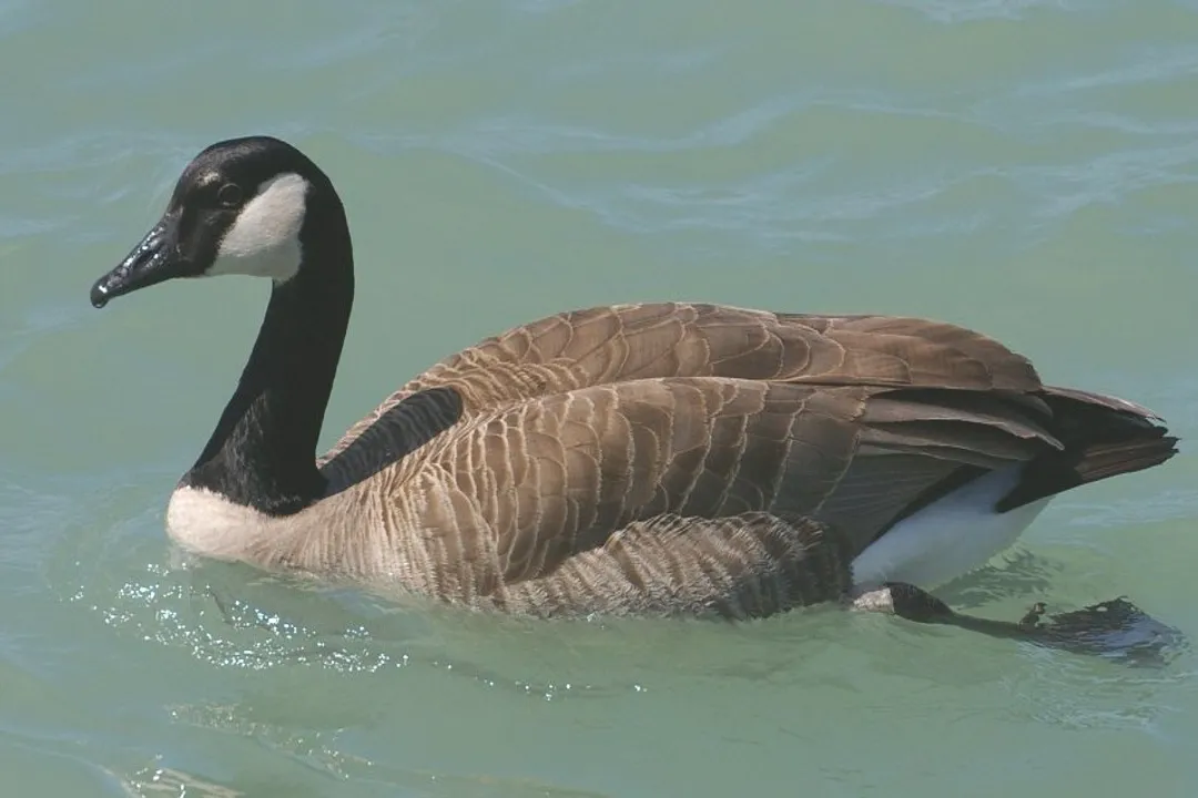 Where do geese mostly live?, Continental Reach