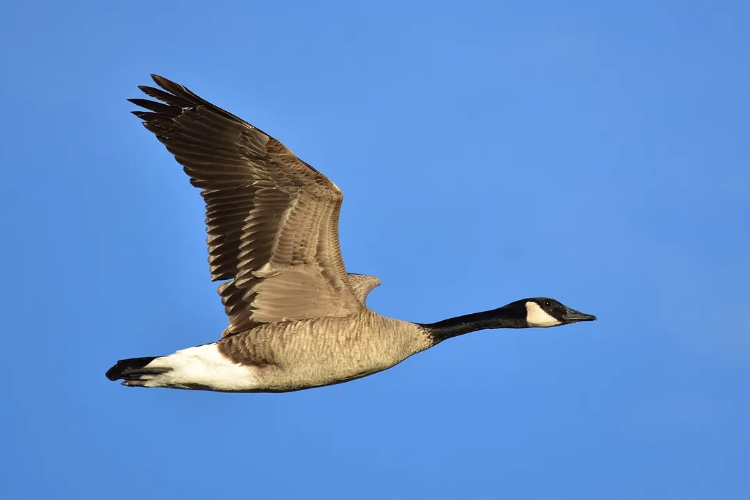Where do geese mostly live?, Adaptation and Development