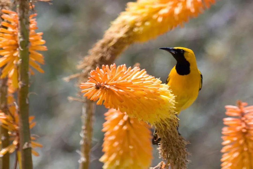 Where do Hooded Orioles migrate to?, Habitat Preferences