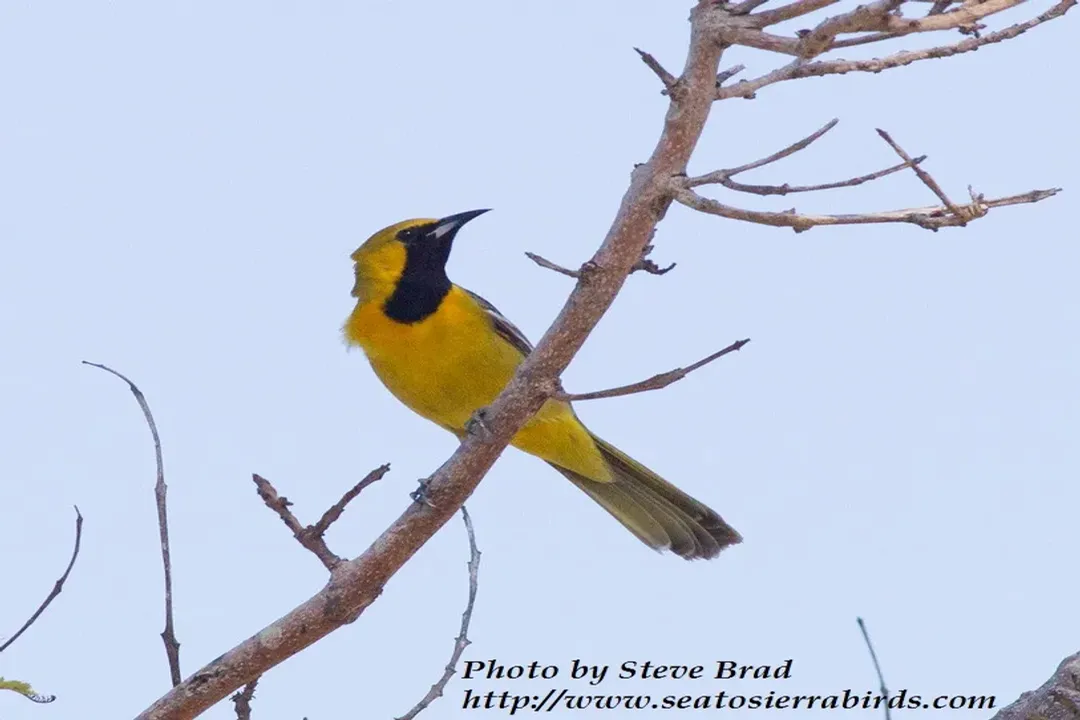 Where do Hooded Orioles migrate to?, Winter Destinations
