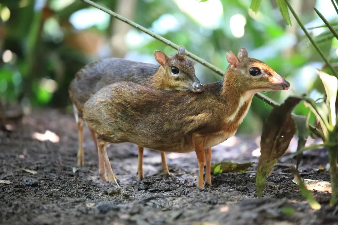 Where do mouse deer eat?, Fruit Consumption
